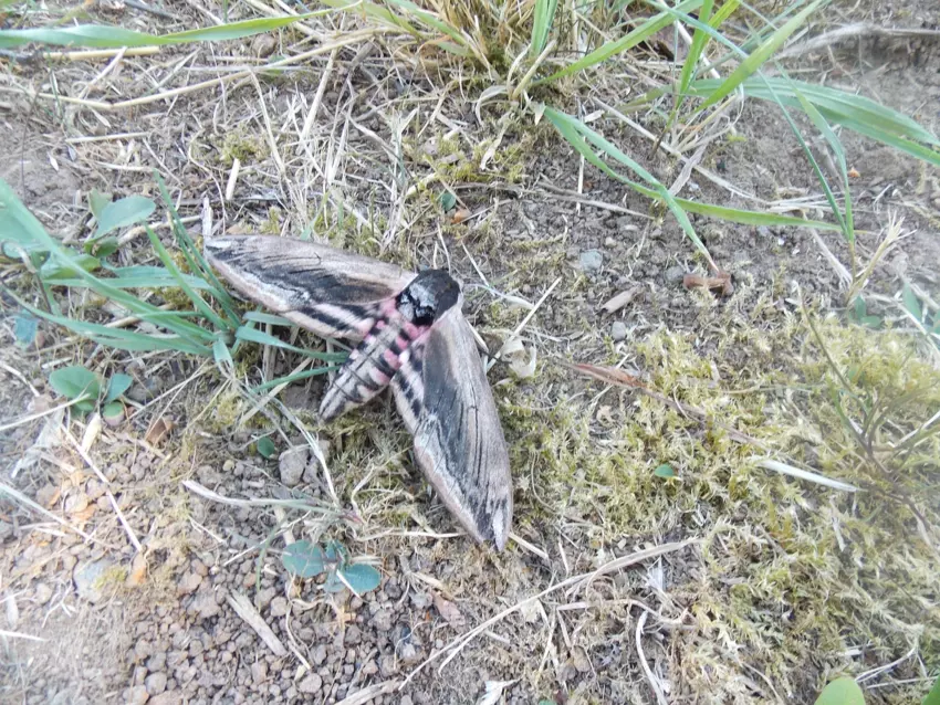  - Galerie semaine du 25 au 29 juillet