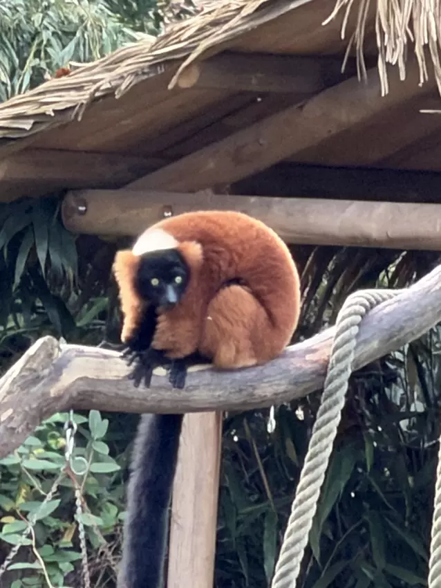  - Galerie Zoo de Beauval / jour 5