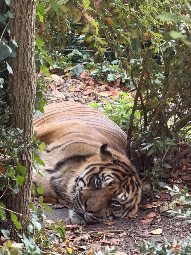  - Galerie Zoo de Beauval / jour 5