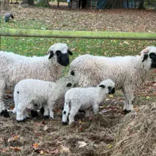 Séjour ✨ Un voyage ludique et culturel au cœur de la Normandie ✨ - Galerie Mont St Michel et visite de la ferme / jour 4
