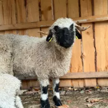 Séjour ✨ Un voyage ludique et culturel au cœur de la Normandie ✨ - Galerie Mont St Michel et visite de la ferme / jour 4