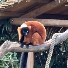 Séjour ✨ Un voyage ludique et culturel au cœur de la Normandie ✨ - Galerie Zoo de Beauval / jour 5