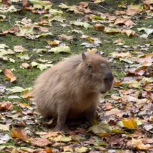 Séjour ✨ Un voyage ludique et culturel au cœur de la Normandie ✨ - Galerie Zoo de Beauval / jour 5