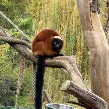 Séjour ✨ Un voyage ludique et culturel au cœur de la Normandie ✨ - Galerie Zoo de Beauval / jour 5