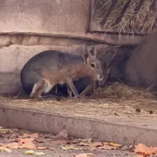 Séjour ✨ Un voyage ludique et culturel au cœur de la Normandie ✨ - Galerie Zoo de Beauval / jour 5
