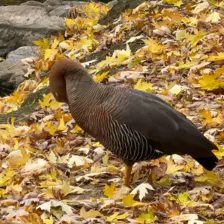 Séjour ✨ Un voyage ludique et culturel au cœur de la Normandie ✨ - Galerie Zoo de Beauval / jour 5