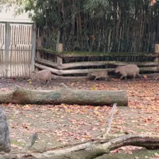 Séjour ✨ Un voyage ludique et culturel au cœur de la Normandie ✨ - Galerie Zoo de Beauval / jour 5