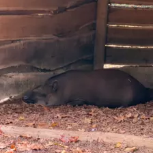 Séjour ✨ Un voyage ludique et culturel au cœur de la Normandie ✨ - Galerie Zoo de Beauval / jour 5