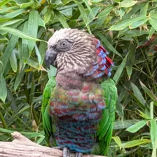 Séjour ✨ Un voyage ludique et culturel au cœur de la Normandie ✨ - Galerie Zoo de Beauval / jour 5