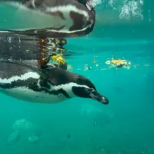 Séjour ✨ Un voyage ludique et culturel au cœur de la Normandie ✨ - Galerie Zoo de Beauval / jour 5