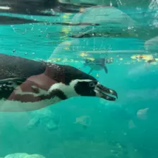 Séjour ✨ Un voyage ludique et culturel au cœur de la Normandie ✨ - Galerie Zoo de Beauval / jour 5