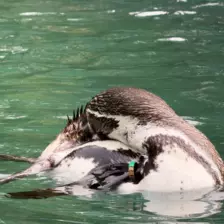 Séjour ✨ Un voyage ludique et culturel au cœur de la Normandie ✨ - Galerie Zoo de Beauval / jour 5