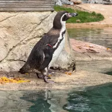 Séjour ✨ Un voyage ludique et culturel au cœur de la Normandie ✨ - Galerie Zoo de Beauval / jour 5