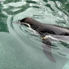 Séjour ✨ Un voyage ludique et culturel au cœur de la Normandie ✨ - Galerie Zoo de Beauval / jour 5