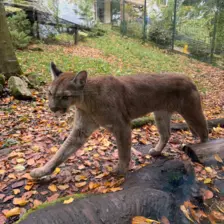 Séjour ✨ Un voyage ludique et culturel au cœur de la Normandie ✨ - Galerie Zoo de Beauval / jour 5
