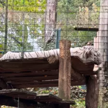 Séjour ✨ Un voyage ludique et culturel au cœur de la Normandie ✨ - Galerie Zoo de Beauval / jour 5