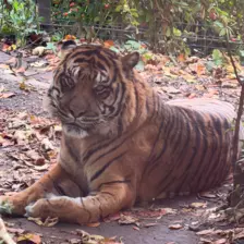 Séjour ✨ Un voyage ludique et culturel au cœur de la Normandie ✨ - Galerie Zoo de Beauval / jour 5