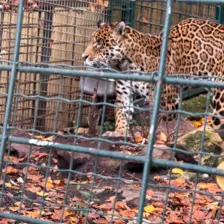 Séjour ✨ Un voyage ludique et culturel au cœur de la Normandie ✨ - Galerie Zoo de Beauval / jour 5