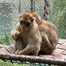 Séjour ✨ Un voyage ludique et culturel au cœur de la Normandie ✨ - Galerie Zoo de Beauval / jour 5