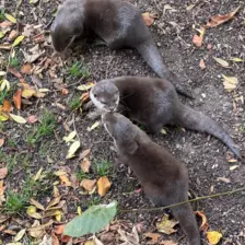Séjour ✨ Un voyage ludique et culturel au cœur de la Normandie ✨ - Galerie Zoo de Beauval / jour 5