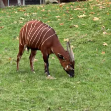 Séjour ✨ Un voyage ludique et culturel au cœur de la Normandie ✨ - Galerie Zoo de Beauval / jour 5