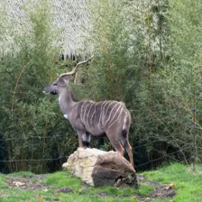 Séjour ✨ Un voyage ludique et culturel au cœur de la Normandie ✨ - Galerie Zoo de Beauval / jour 5