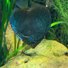 Séjour ✨ Un voyage ludique et culturel au cœur de la Normandie ✨ - Galerie Zoo de Beauval / jour 5