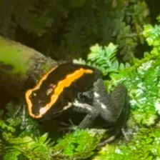 Séjour ✨ Un voyage ludique et culturel au cœur de la Normandie ✨ - Galerie Zoo de Beauval / jour 5