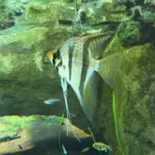 Séjour ✨ Un voyage ludique et culturel au cœur de la Normandie ✨ - Galerie Zoo de Beauval / jour 5