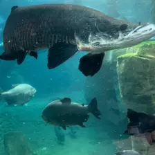 Séjour ✨ Un voyage ludique et culturel au cœur de la Normandie ✨ - Galerie Zoo de Beauval / jour 5