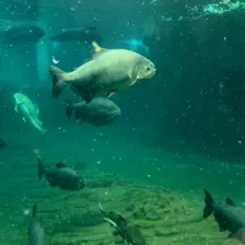 Séjour ✨ Un voyage ludique et culturel au cœur de la Normandie ✨ - Galerie Zoo de Beauval / jour 5