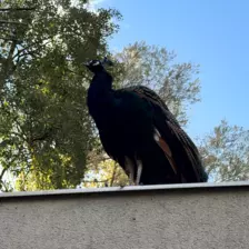 Séjour ✨ Un voyage ludique et culturel au cœur de la Normandie ✨ - Galerie Zoo de Beauval / jour 5