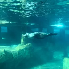 Séjour ✨ Un voyage ludique et culturel au cœur de la Normandie ✨ - Galerie Zoo de Beauval / jour 5