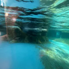 Séjour ✨ Un voyage ludique et culturel au cœur de la Normandie ✨ - Galerie Zoo de Beauval / jour 5