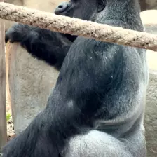 Séjour ✨ Un voyage ludique et culturel au cœur de la Normandie ✨ - Galerie Zoo de Beauval / jour 5