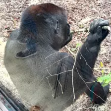 Séjour ✨ Un voyage ludique et culturel au cœur de la Normandie ✨ - Galerie Zoo de Beauval / jour 5