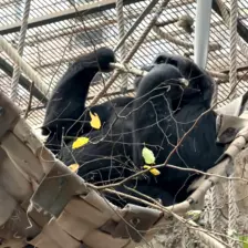 Séjour ✨ Un voyage ludique et culturel au cœur de la Normandie ✨ - Galerie Zoo de Beauval / jour 5