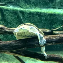 Séjour ✨ Un voyage ludique et culturel au cœur de la Normandie ✨ - Galerie Zoo de Beauval / jour 5