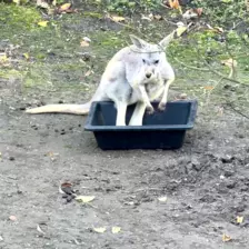 Séjour ✨ Un voyage ludique et culturel au cœur de la Normandie ✨ - Galerie Zoo de Beauval / jour 5