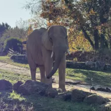 Séjour ✨ Un voyage ludique et culturel au cœur de la Normandie ✨ - Galerie Zoo de Beauval / jour 5