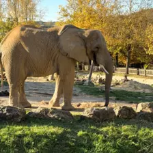 Séjour ✨ Un voyage ludique et culturel au cœur de la Normandie ✨ - Galerie Zoo de Beauval / jour 5