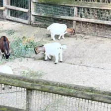 Séjour ✨ Un voyage ludique et culturel au cœur de la Normandie ✨ - Galerie Zoo de Beauval / jour 5