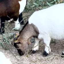 Séjour ✨ Un voyage ludique et culturel au cœur de la Normandie ✨ - Galerie Zoo de Beauval / jour 5