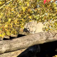 Séjour ✨ Un voyage ludique et culturel au cœur de la Normandie ✨ - Galerie Zoo de Beauval / jour 5