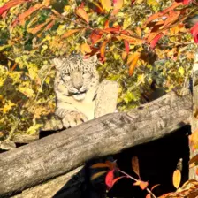 Séjour ✨ Un voyage ludique et culturel au cœur de la Normandie ✨ - Galerie Zoo de Beauval / jour 5