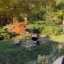 Séjour ✨ Un voyage ludique et culturel au cœur de la Normandie ✨ - Galerie Zoo de Beauval / jour 5