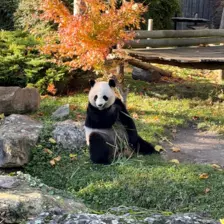 Séjour ✨ Un voyage ludique et culturel au cœur de la Normandie ✨ - Galerie Zoo de Beauval / jour 5