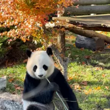 Séjour ✨ Un voyage ludique et culturel au cœur de la Normandie ✨ - Galerie Zoo de Beauval / jour 5