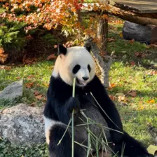 Séjour ✨ Un voyage ludique et culturel au cœur de la Normandie ✨ - Galerie Zoo de Beauval / jour 5