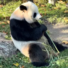 Séjour ✨ Un voyage ludique et culturel au cœur de la Normandie ✨ - Galerie Zoo de Beauval / jour 5